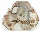 Fossil Oreodont (Merycoidodon) Skull with Puncture Wound #240462-8